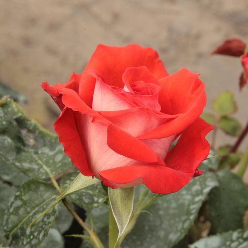 Rosa Scherzo™ - červená - Stromkové ruže,  kvety kvitnú v skupinkáchstromková ruža s kríkovitou tvarou koruny